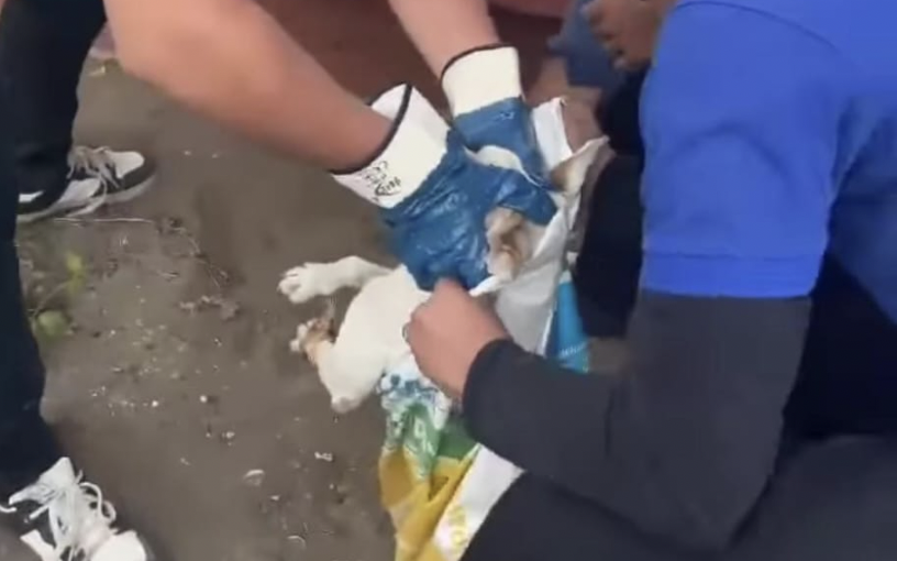 Estudiantes del CECyTE plantel 5 de Centla comenten crueldad contra perritos